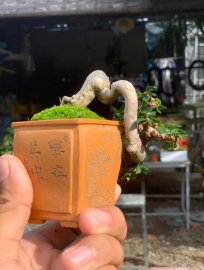 Đồ chơi siêu mini bỏ túi