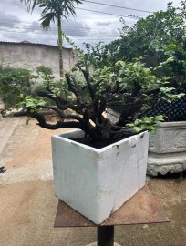 Cẩm thị mini tàn rin