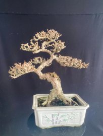 Sam núi hoa già khụ ạ