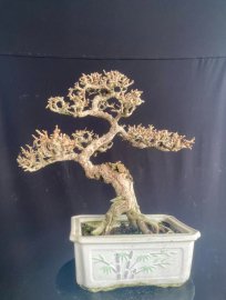 Sam núi hoa già khụ ạ