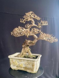 Sam núi hoa già khụ ạ