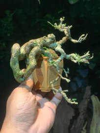 Linh sam sông hinh già khú