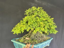 Scopolia nana tree with fruits