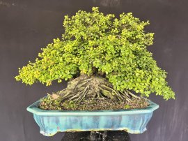 Gl bệ hải châu vừa đậu trái.