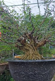 Linh sam ae nuôi thêm ib ạ