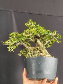 Antidesma acidum tree