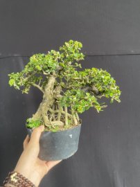 Antidesma acidum tree