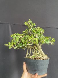 Antidesma acidum tree