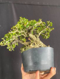Antidesma acidum tree