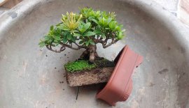 Yellow Ixora tree