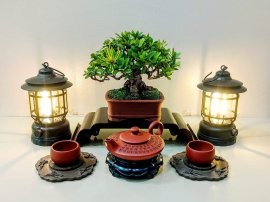 Yellow Ixora tree