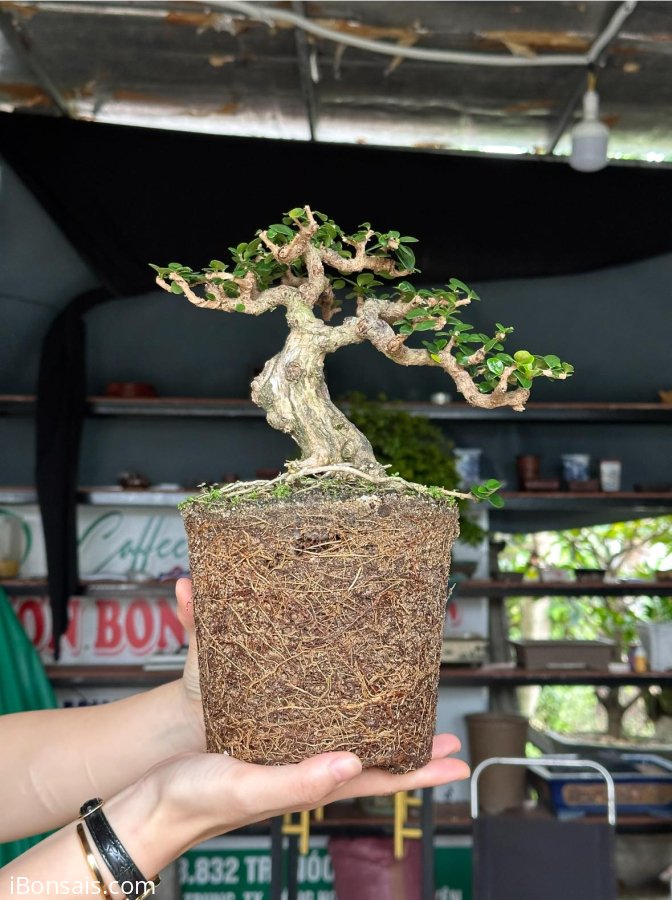 Antidesma acidum mini tree