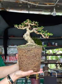 Antidesma acidum mini tree