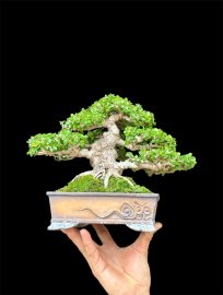 Antidesma acidum mountain tree