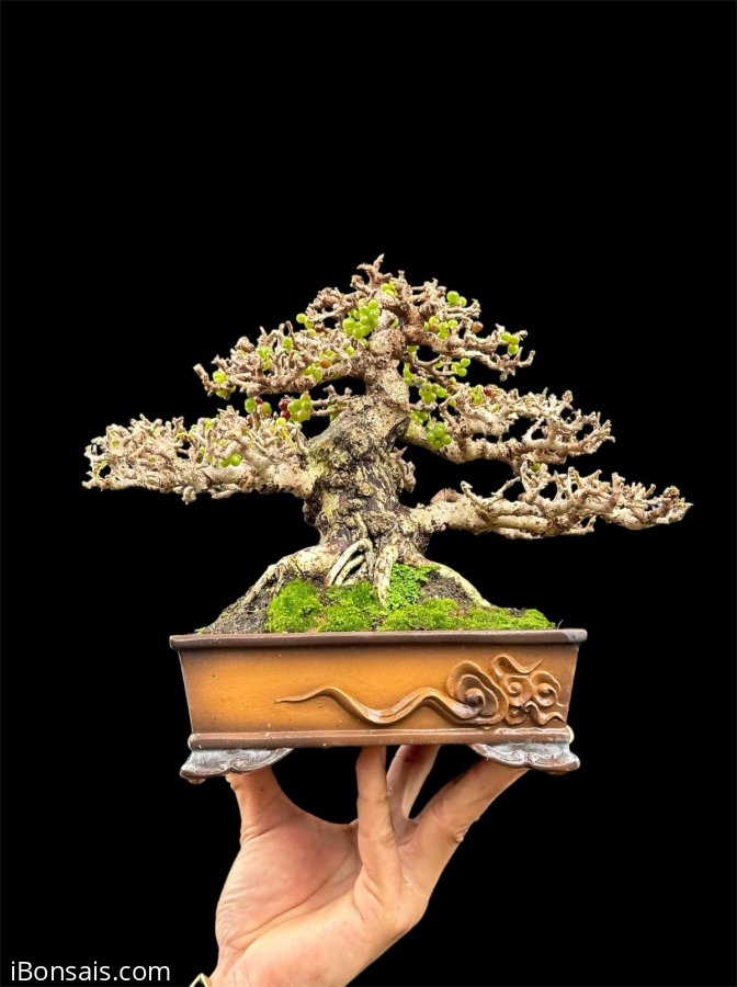 Antidesma acidum mountain tree