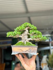 Antidesma acidum mountain tree