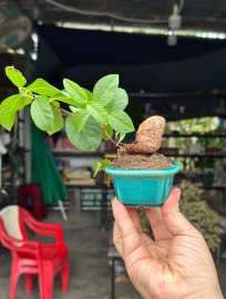 Guava mini tree