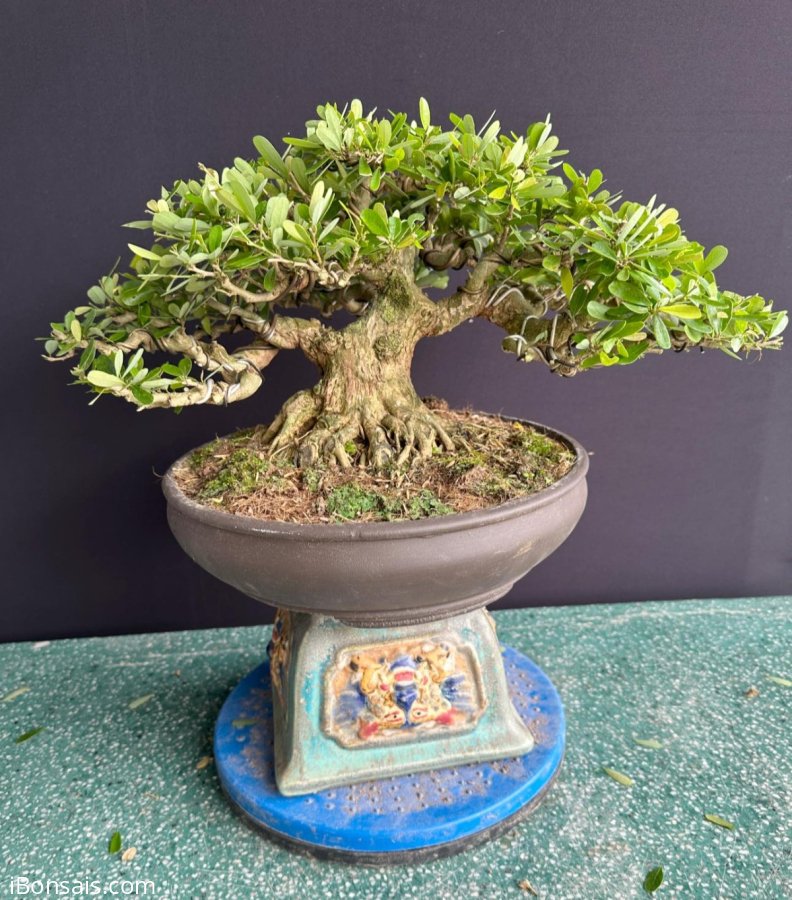 Linh sam siêu bông siêu lùn lực ạ