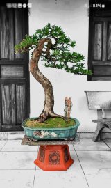 Cây tùng bonsai rất duyên