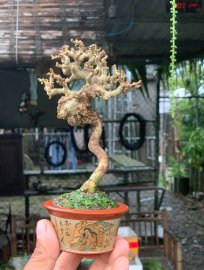 Sam núi trái  hàng limited gl ae