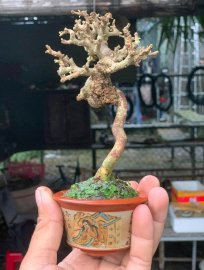 Sam núi trái  hàng limited gl ae