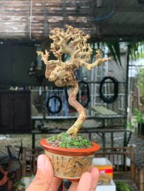 Sam núi trái  hàng limited gl ae