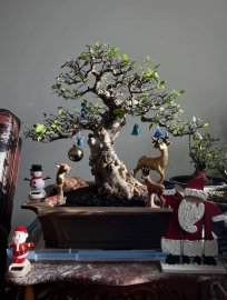 Mai chiếu thủy Noel ở Canada
