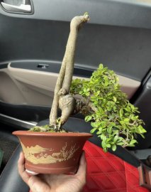 Scopolia nana tree for the collection