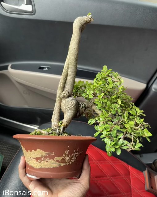 Scopolia nana tree for the collection