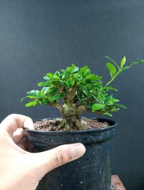 Gardenia japanese tree