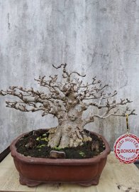 Water Jasmine trees