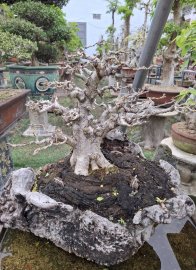 Water Jasmine trees