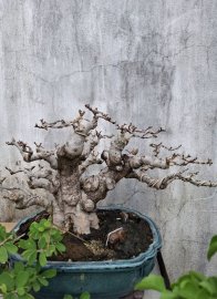 Water Jasmine trees