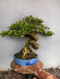 Linh sam siêu hoa 25cm