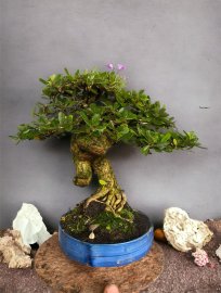 Linh sam siêu hoa 25cm