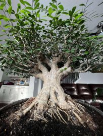 Cây linh sam bonsai in Canada
