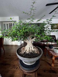 Cây linh sam bonsai in Canada