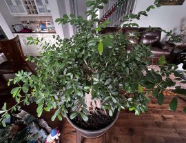 Cây linh sam bonsai in Canada
