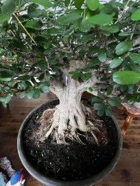 Cây linh sam bonsai in Canada