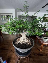 Cây linh sam bonsai in Canada