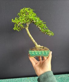 Mai chiếu thuỷ lá trung