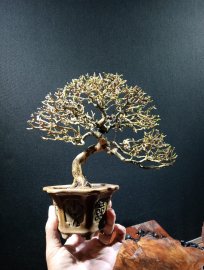 Premna indo tree