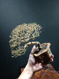 Premna indo tree
