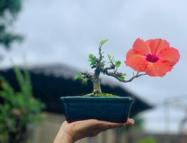 Ngắm Dâm Bụt ạ