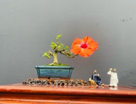 Ngắm Dâm Bụt ạ