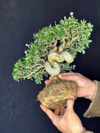 Desmodium unifoliatum bonsai tree