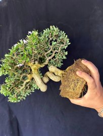 Desmodium unifoliatum bonsai tree