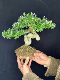 Desmodium unifoliatum bonsai tree