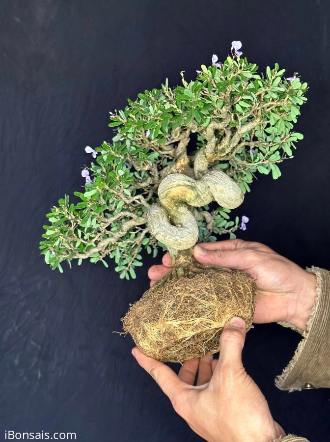 Desmodium unifoliatum bonsai tree