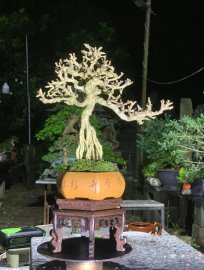 Sam núi hoa chân dài